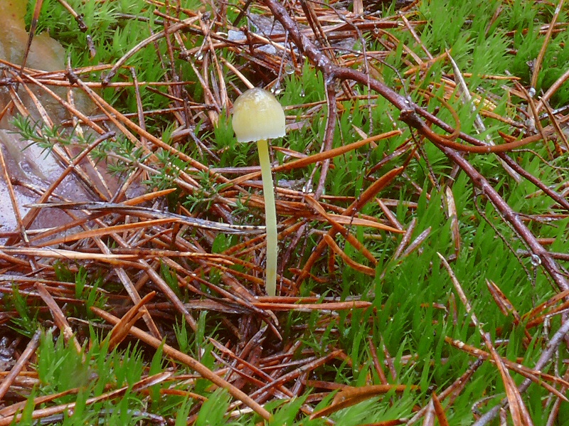 Mycena epypterygia